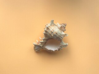 The middle plan of the empty sea shell beige with white and pink in the middle of the frame on a pale orange background with space for text