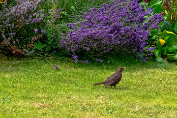 Turdus merula known as Eurasian or common blackbird - species of true thrush