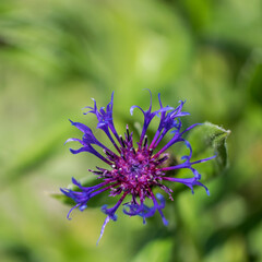 Top view the head of a blue cornflower on a blurry green background.