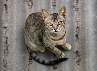 Capturando gato callejero en el techo