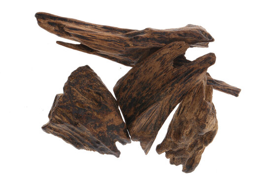 Selective Focus, Sticks Of Agar Wood Or Agarwood Background The Incense Chips Used By Burning for incense & perfumes of essential oil as Oud Or Bakhoor