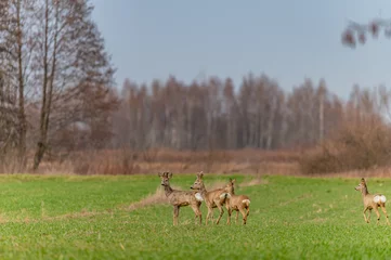 Tuinposter roe deer in the fields © Krzysztof
