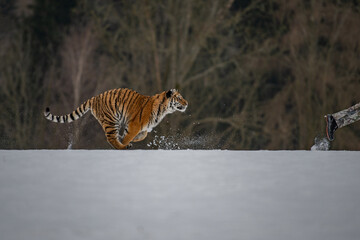 Siberian Tiger running in snow. Beautiful, dynamic and powerful photo of this majestic animal. Set in environment typical for this amazing animal. Birches and meadows