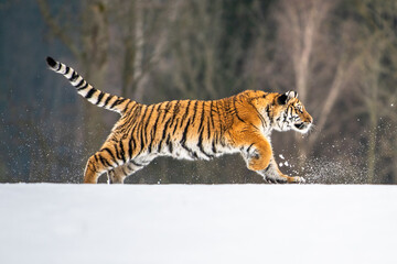 Siberian Tiger running in snow. Beautiful, dynamic and powerful photo of this majestic animal. Set...