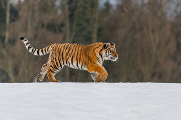 Siberian Tiger running in snow. Beautiful, dynamic and powerful photo of this majestic animal. Set in environment typical for this amazing animal. Birches and meadows