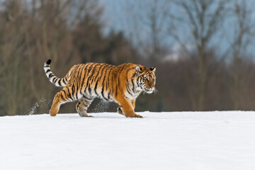 Siberian Tiger running in snow. Beautiful, dynamic and powerful photo of this majestic animal. Set...