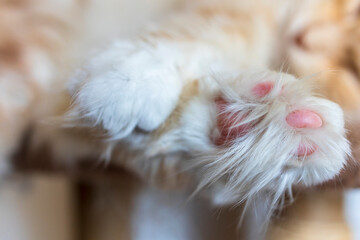 close up of a maine coon cat