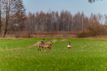 roe deer in the fields