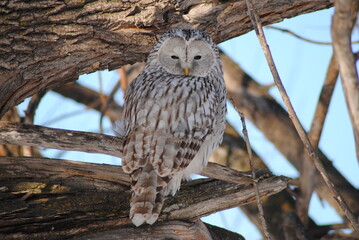 Grey owl in winter