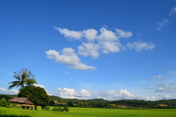Fototapeta na wymiar Green rice fields of the rainy season in Thailand