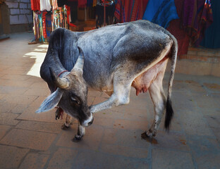Indian bull or cow on a city street, India