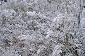 green grass under white snow