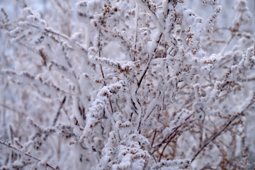 tree branches under the snow