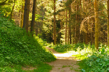 Fototapeta premium Mountain trail, trekking route in the mountains. Landscape of mountains in the summer. The road among the pine forest in the mountains.
