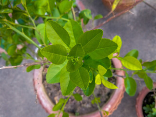 New little green leaves of a Lemon plant are growing