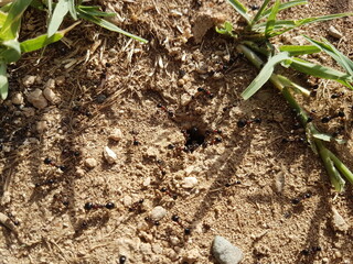 black ant colony