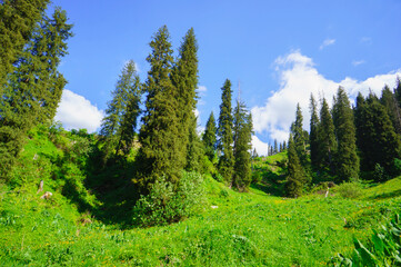 Fototapeta na wymiar Mountain trail, trekking route in the mountains. Landscape of mountains in the summer. The road among the pine forest in the mountains.