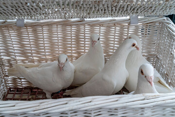 Five white carrier pigeons in a wicker white basket prepared at the wedding to launch the bride and...