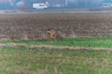 roe deer in the fields
