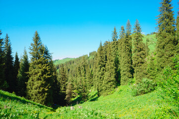 Fototapeta na wymiar Mountain landscape, mountain landscape in the summer. Green Mountain Pines and spruce in the mountains. Blue sky. The clouds. Trekking route in the mountains. Traveling in the mountains.