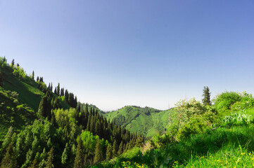 Mountain trail, trekking route in the mountains. Landscape of mountains in the summer. The road among the pine forest in the mountains.