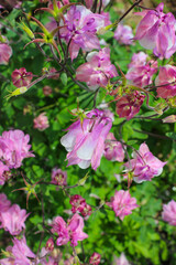 Flowers  Aquilegia in the garden