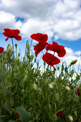 Wild red poppies against the blue sky