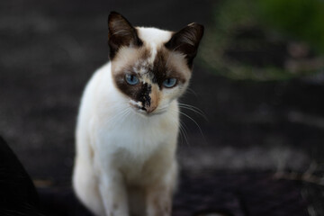 portrait of a cat