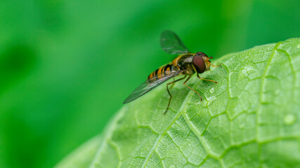 Close-up of a striped fly with burgundy eyes. Macro photo of a striped fly.Hoverfly, Flower Fly Or...