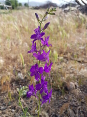 purple flower in garden
