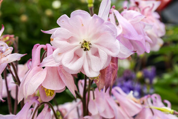 Flowers  Aquilegia in the garden