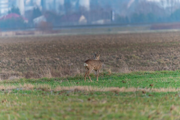 roe deer in the fields
