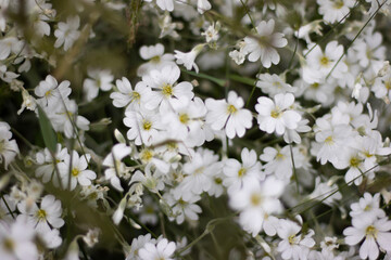 White flowers in the grass.