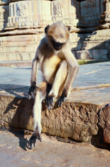 a macaque monkey sits on the stones of a temple, India