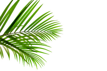 leaves of coconut palm isolated on white background