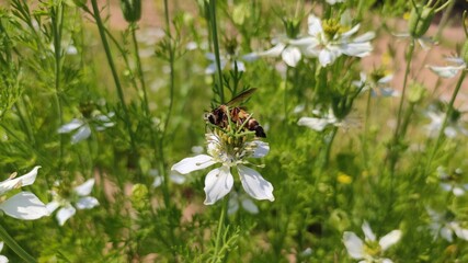 white butterfly on a flower