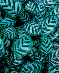 closeup nature view of green leaf background, dark wallpaper concept, tropical leaf