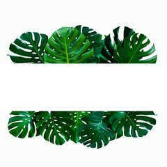 Green leaves nature frame layout of tropical plant bush monstera on white background, flat lay