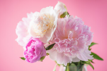 Fototapeta na wymiar Pink peonies close up on pink background. Elegant bouquet, beautiful flowers for any holiday.