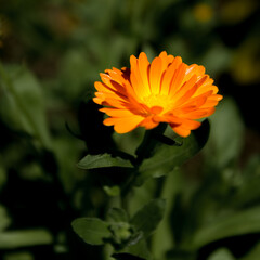 yellow flower on a green background