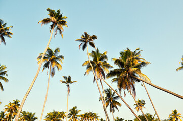 Fototapeta premium slender green palm trees against a Sunny sky, India