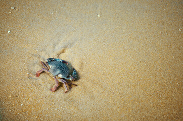 a lone sea crab alone on the sand