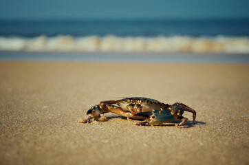 sea crab on the beach against the sea