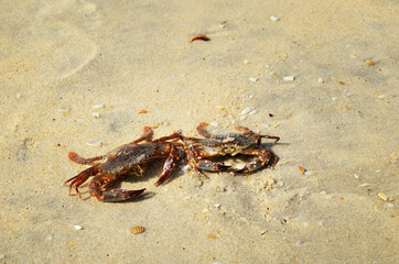 two brown sea crabs on the sand on the beach