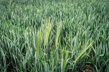 Weizenfeld / Weizen / Sommer / Feld / Ernte / Erntedank