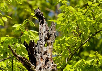 The pileated woodpecker (Dryocopus pileatus) Pileated woodpecker is bird native to North America