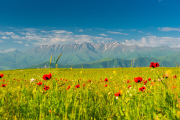 Bright red poppies in the field against the backdrop of high mountains-glaciers, beautiful landscapes of Armenia in June