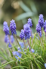 Blue muscari flowers close up. A group of Muscari  armeniacum blooming in the spring