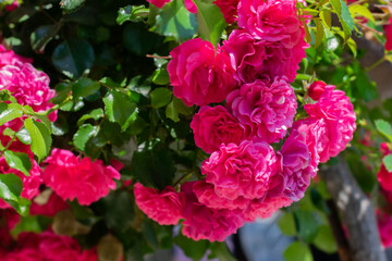Huge blooming bright pink rose branch with leaves on sunny daylight in the garden. Beautiful blooming roses in garden on summertime.