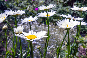 Daisies in a summer spring forest, nature panoramic view. Summer natural landscape with copy space.